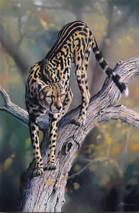 alan ainslie south african artist paintings sculpture