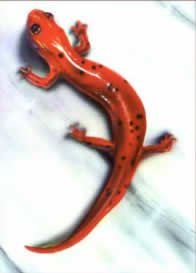 michael apice united states artist acrylic paintings