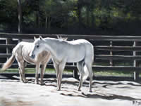 yolanda barjoud united states artist oil paintings