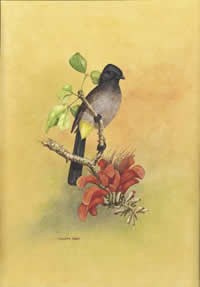 south african artist phillipe cury paintings