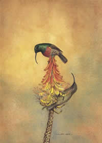 south african artist phillipe cury paintings