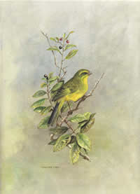 south african artist phillipe cury paintings