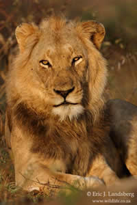 eric landsberg south african artist