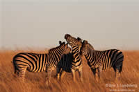 eric landsberg south african artist