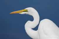 eric landsberg south african artist