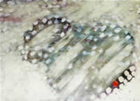 Veronica Pelzel united states artist paintings