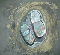 south african artist sidwell rihlamvu paintings