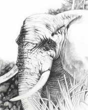 south african artist tami roos paintings