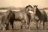 suzana stojanovic serbian artist oil paintings