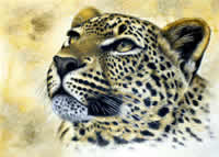 south african artist estelle van schalkwyk paintings