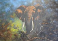 Dane Willers south african artist oil paintings