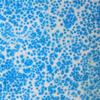 south african artist Artemis Maria Angelopulo paintings