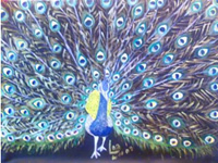 south african artist Lelane du Plooy paintings