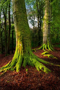 south african artist Mitchell Krog photography