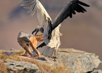 south african artist Mitchell Krog photography