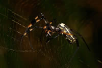 south african artist Johannes Meintjes