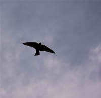 south african artist Johannes Meintjes