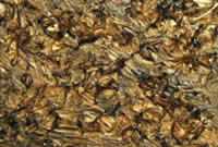 south african artist Craig Peck paintings