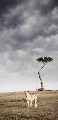 south african artist Klaus Tiedge